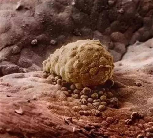 精子进入女人体内的全过程动图视频太震撼了