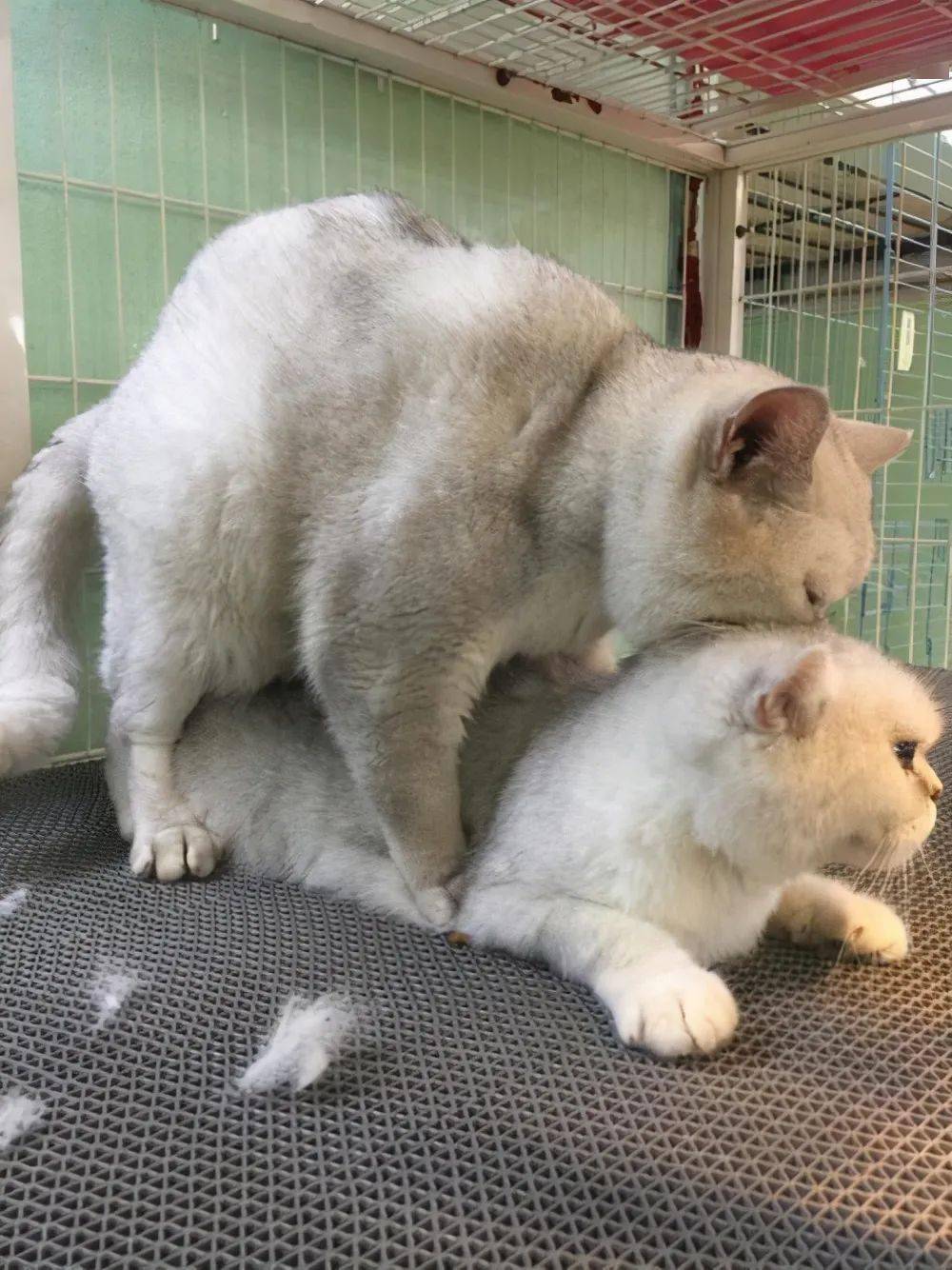 而猫咪交配后有一个不同于大部分动物的现象:母猫会在交配后转身攻击