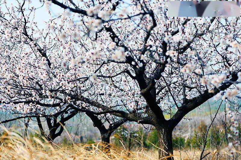 早春一片甜眠雪化为杏树枝上白张山子黄邱山套百亩杏花初绽放