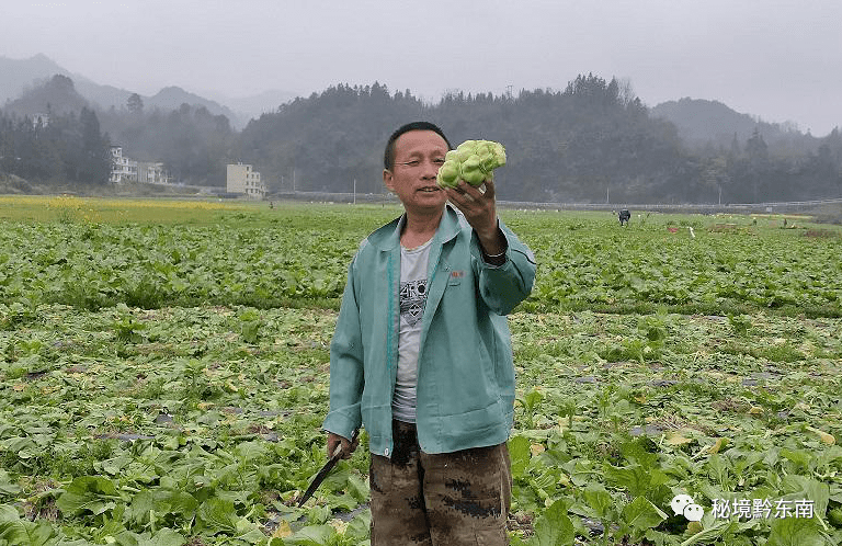 关注天柱县坪地镇500亩榨菜喜获丰收