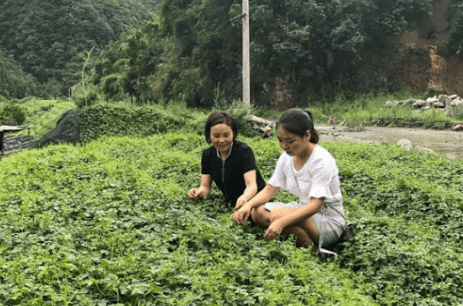 扶贫路上的"她"力量—记平利县女子创业协会_谭晓梅