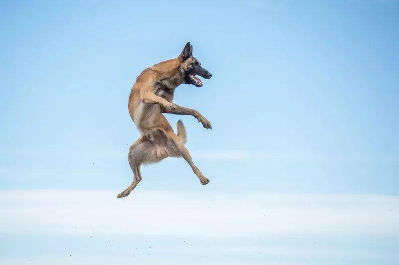 11,动作敏捷是马犬反应灵敏的直观表现,聪明,活泼的马犬总会积极与