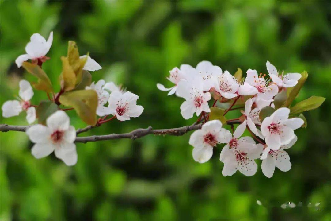 人民日报:100首春天唯美古诗词(值得收藏)