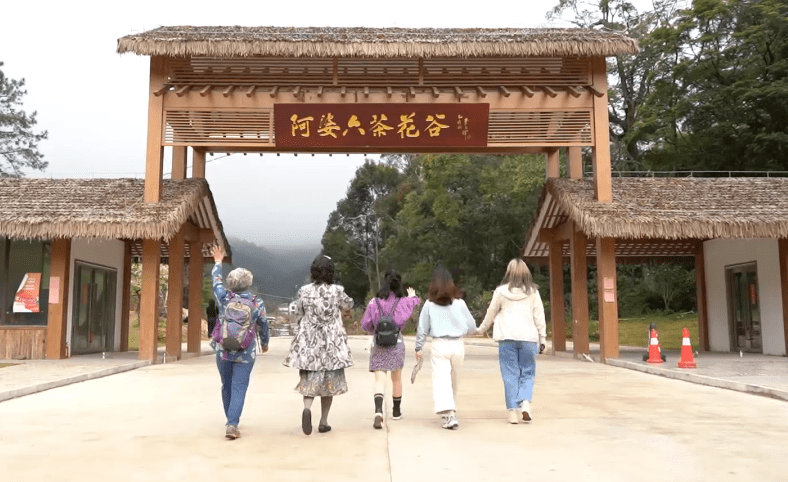 到从化赏花观星,感受"阿婆六村"的蜕变_茶花