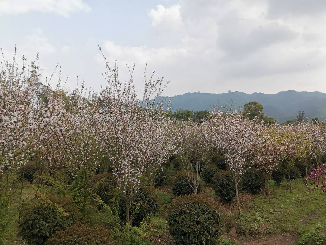 奔跑最美赛道 领略原乡风情 重庆铜梁马拉松于3月21日