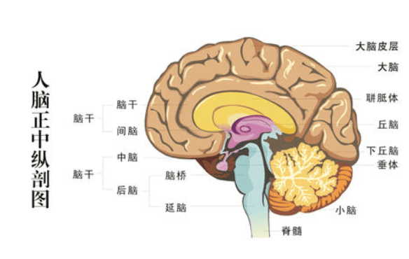 孩子需要手脚并用,这样会同时锻炼到大脑左右两个半球,刺激大脑的发育