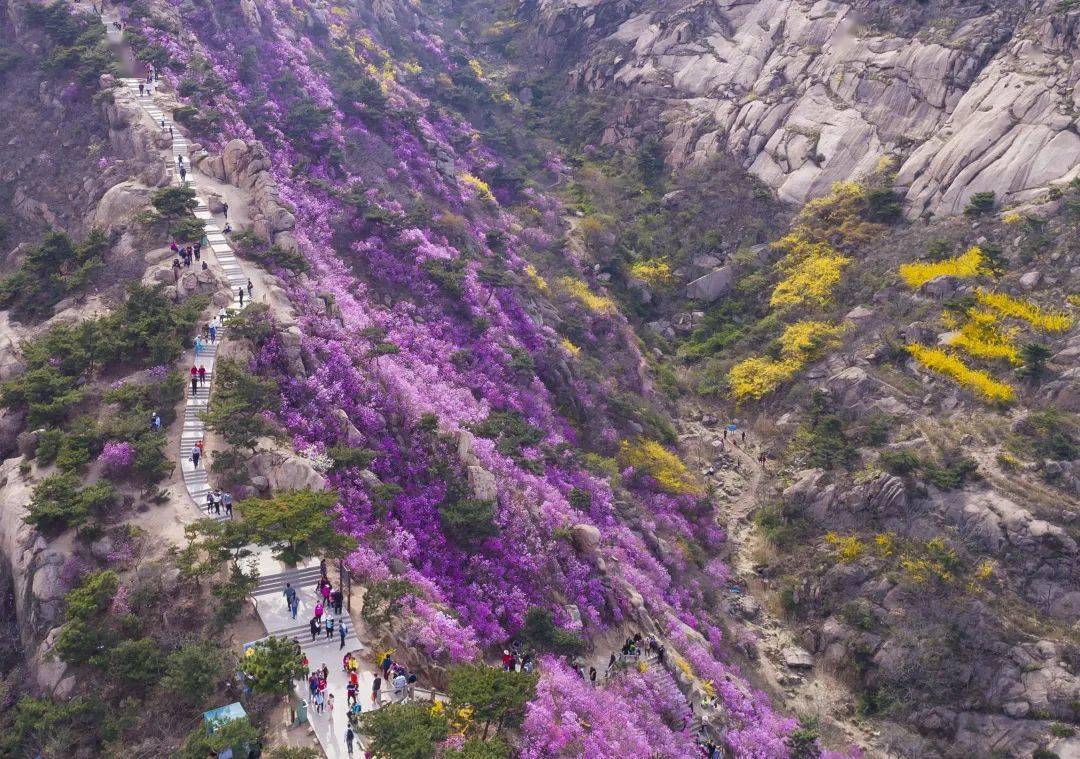 大珠山杜鹃花会20日开幕!快来赏花!