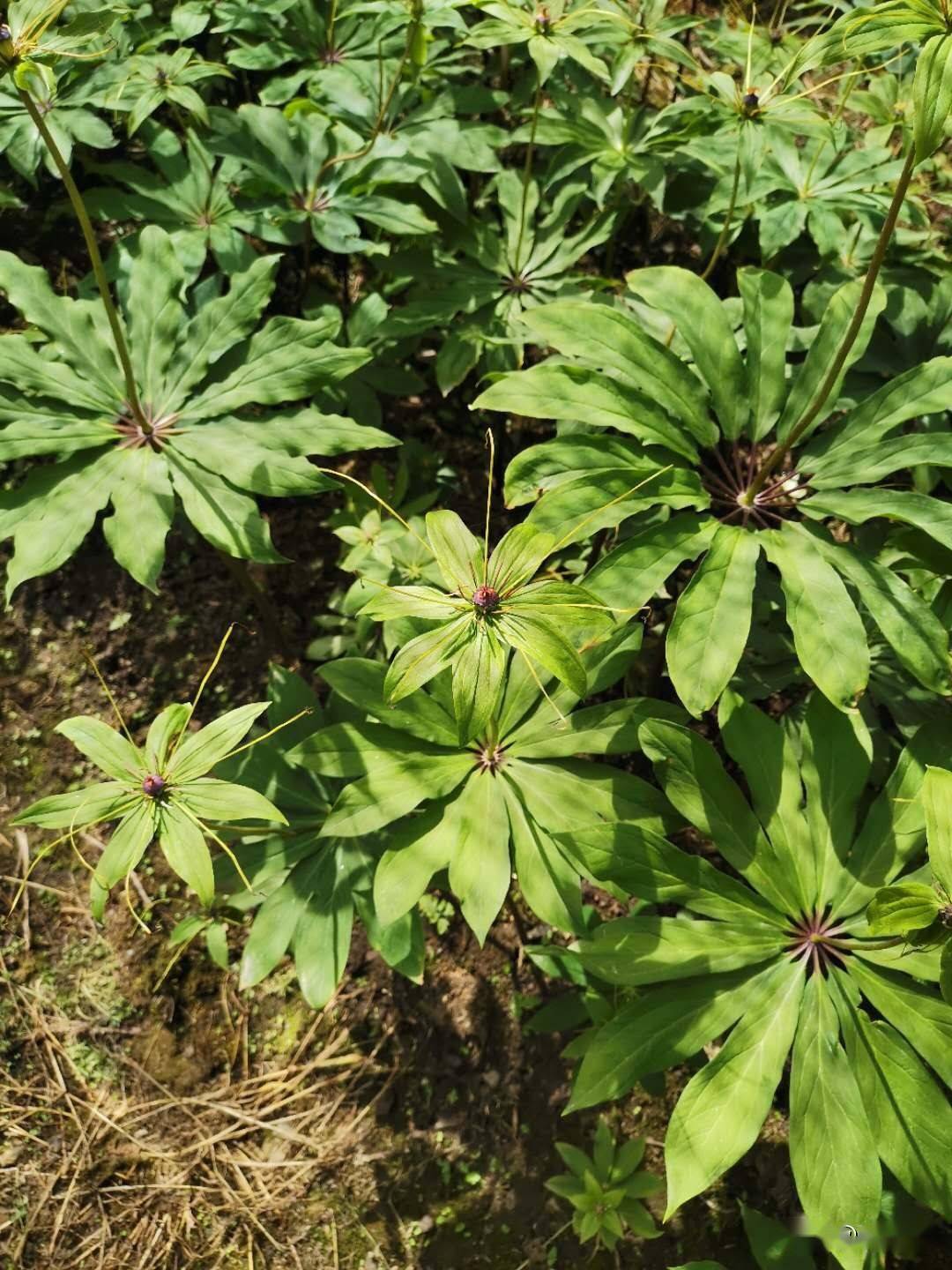 目前,除野生重楼外,局部地区开始尝试人工种植,但仍未形成规模化,产业