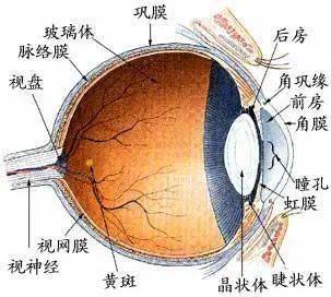 一般来说,正常的晶状体由晶状体悬韧带悬挂于睫状体上,由于先天,外伤