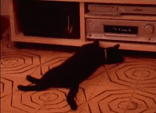 比得过臭豆腐,赛得过榴莲,赢得了螺蛳粉,我家猫放屁太