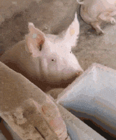 搞笑GIF:姑姑才不扎小辫,姑姑扎的是大便!