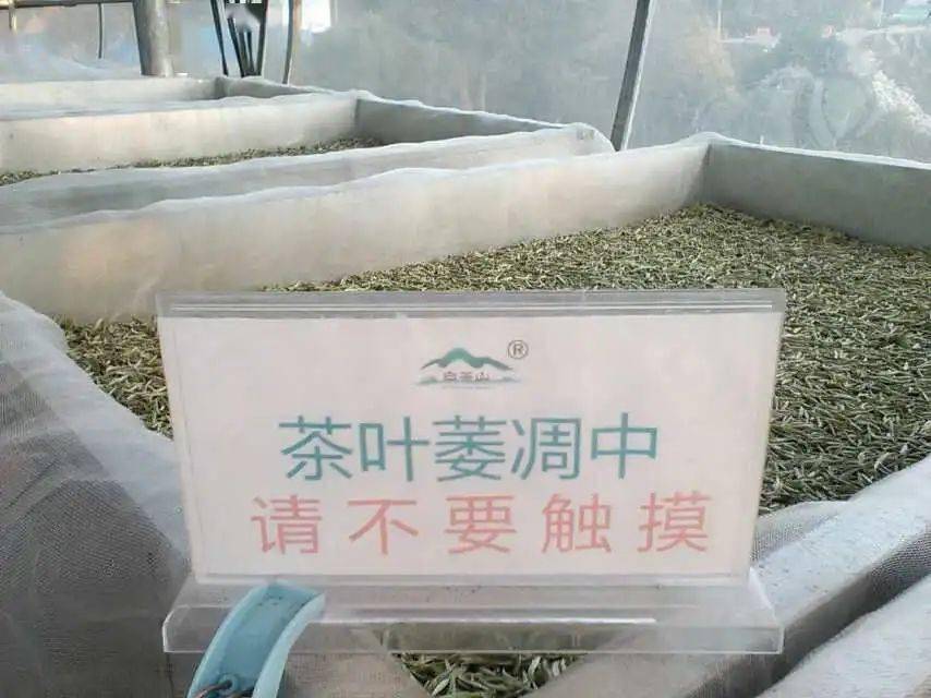 怎么看待用萎凋槽制作白茶?