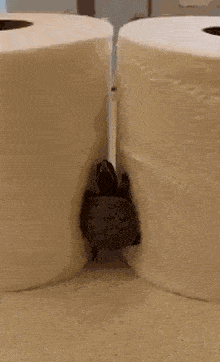 搞笑gif:姑娘你的头发油光锃亮的,最少有一个月没洗了