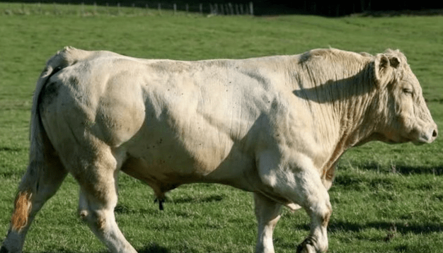 夏洛莱牛体型大生长快养牛户却不愿意养缺点太突出