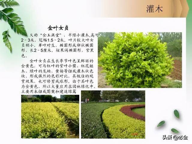 北方常见园林观赏植物——小乔木及灌木