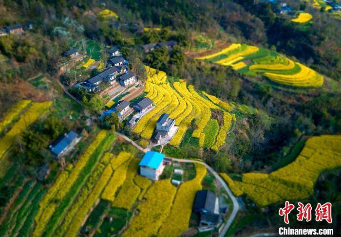 四川绵阳市平武县乡村田野间金黄色油菜花已上线