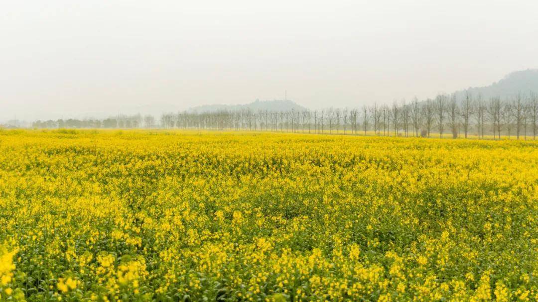 广阳岛春天的仪式感油菜花