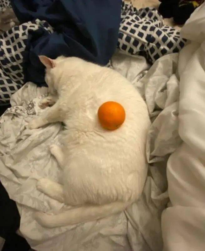 每煎一次荷包蛋就会失去一只橘子和一只猫