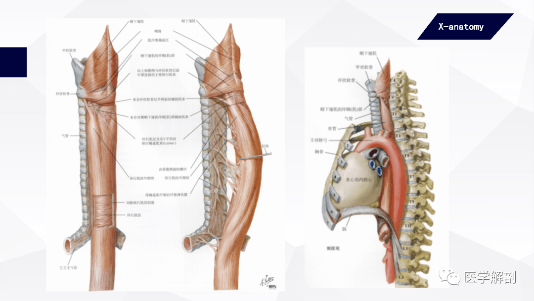 人体解剖学消化管食管
