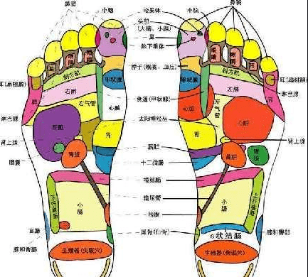 五脏六腑在脚上有相应的投射区,三阴经和三阳经都走脚,足三阴与肝,脾