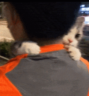 离家三天,丈夫却出轨了我的猫