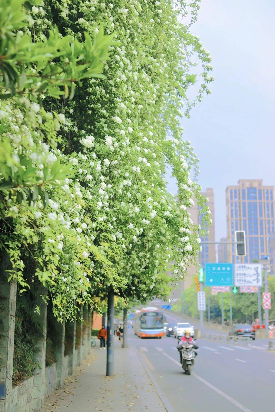 最新实拍!成都七里香花海提前盛开,超震撼!