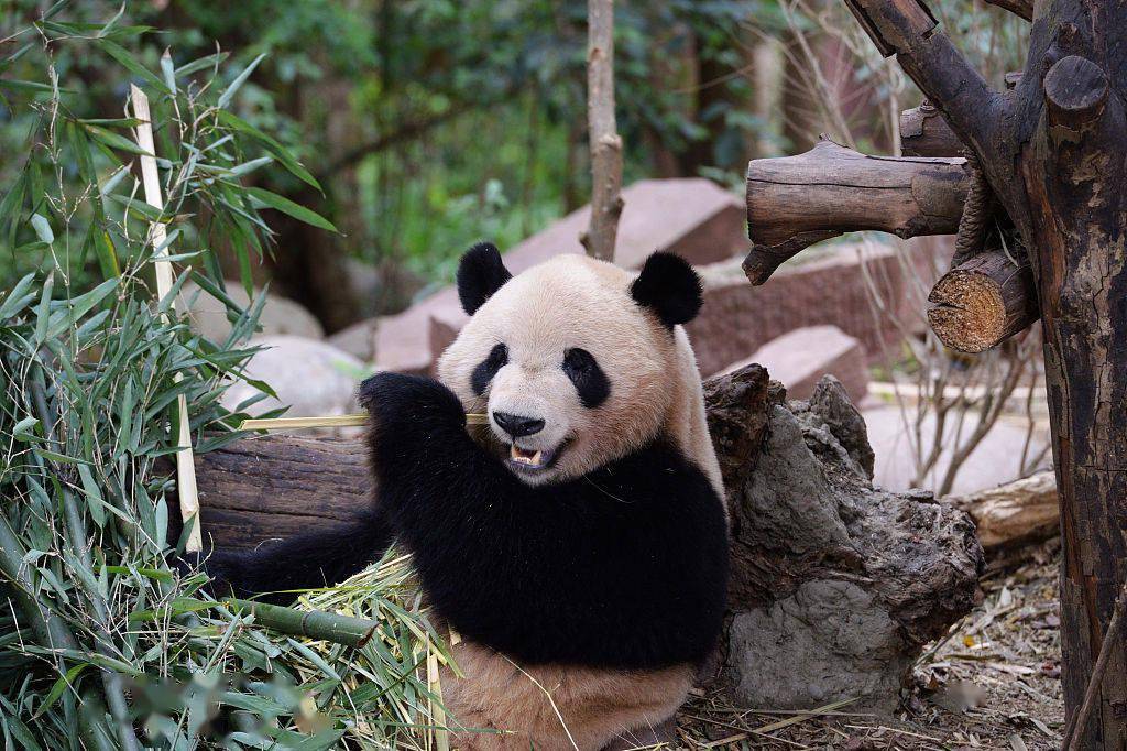 小可爱上线!成都大熊猫吃竹子不停歇萌态十足