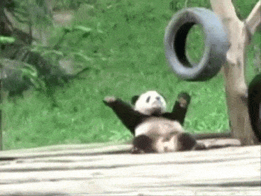 熊猫os: via: giphy.com 熊猫os: 