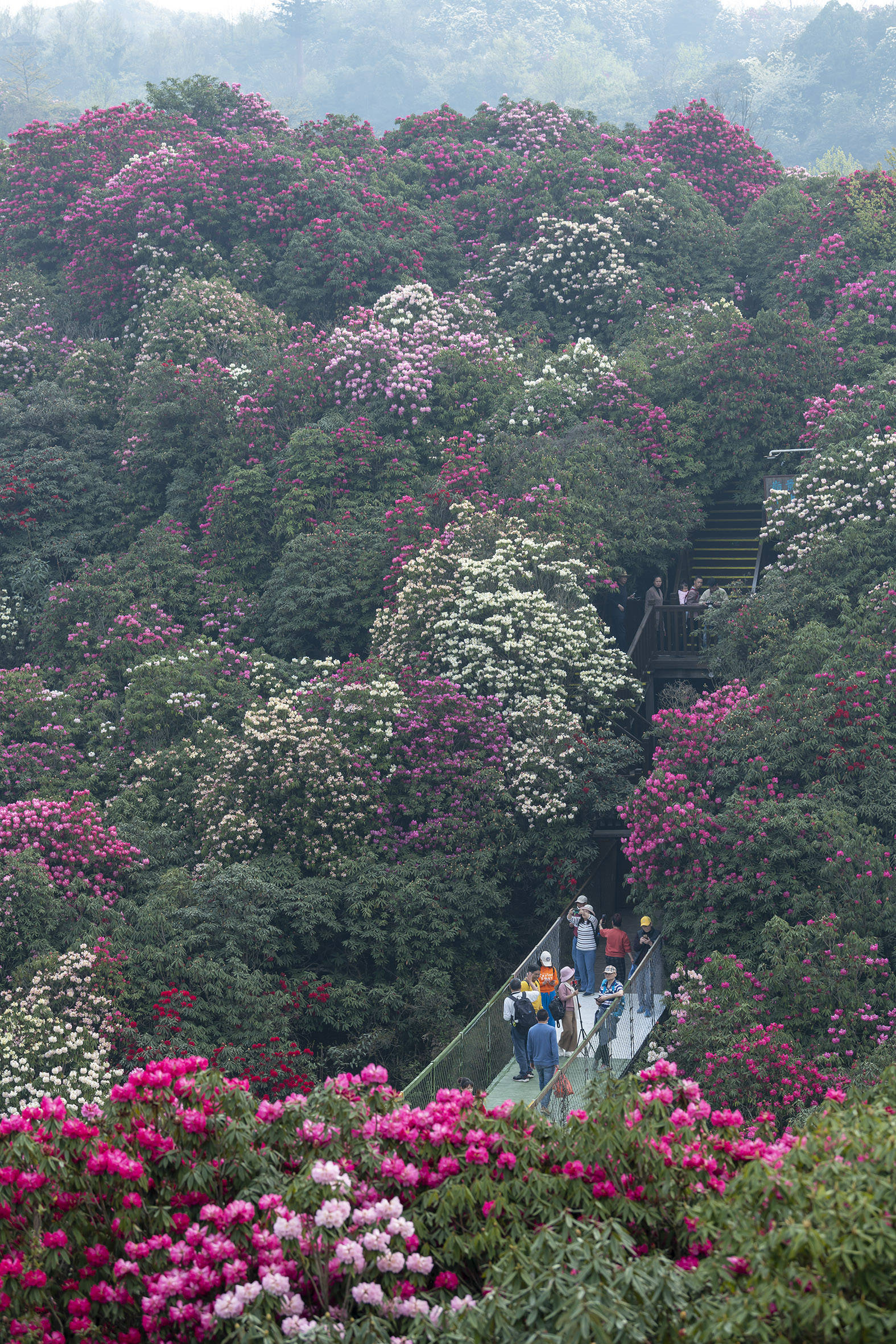 百里杜鹃花开迎客来