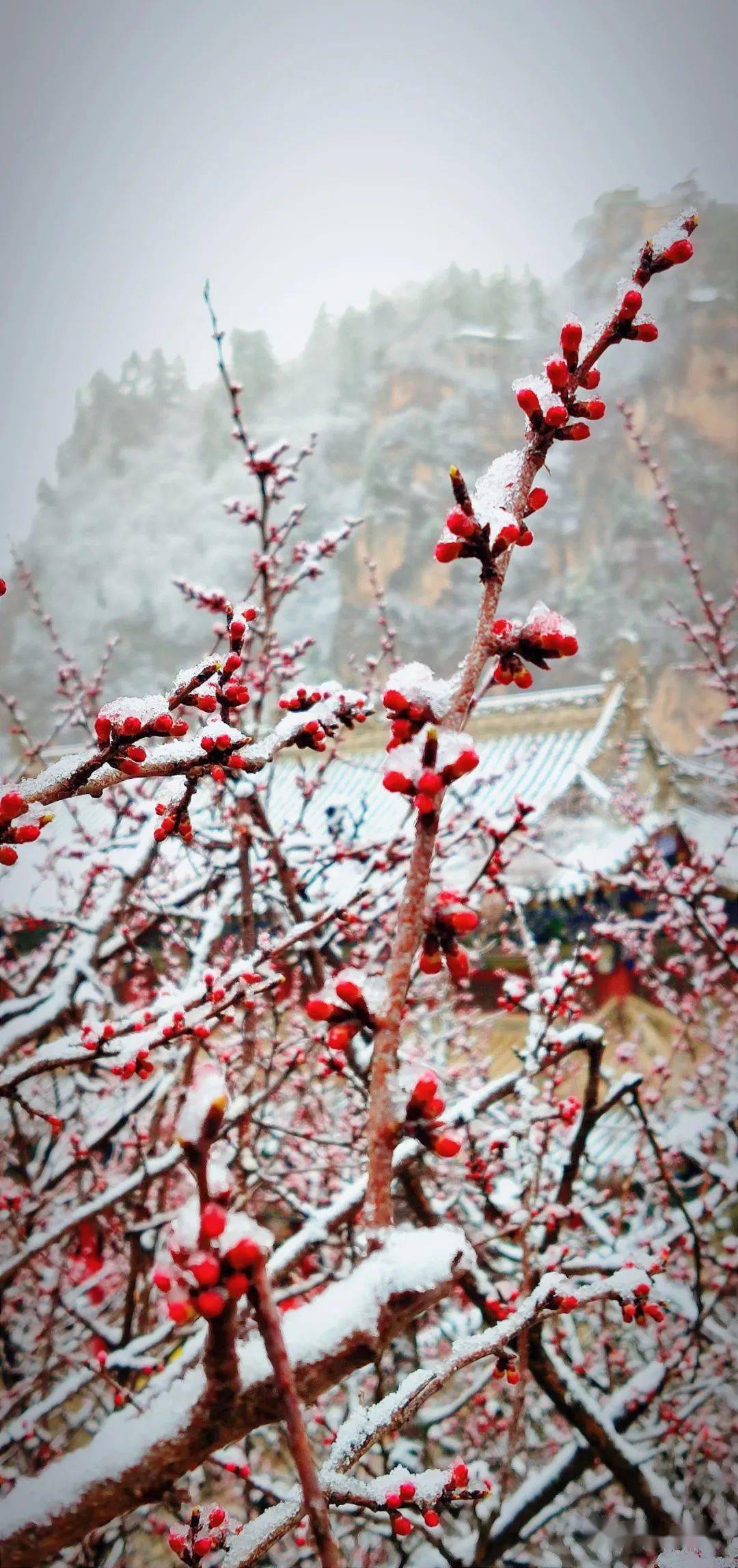 崆峒山又10下雪了桃花落雪美不胜收