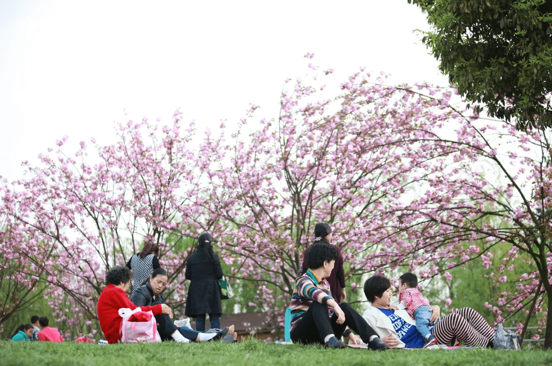 双流的樱花开好了,就等你来了_公园