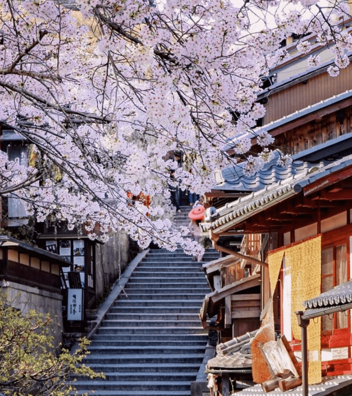 2021樱花季丨来看看京都那些最美的樱花吧