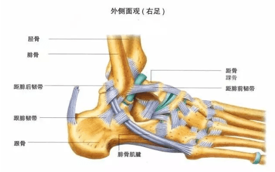 此外,在跑步过程中,踝关节的灵活性和稳定性,也起着非常关键的作用