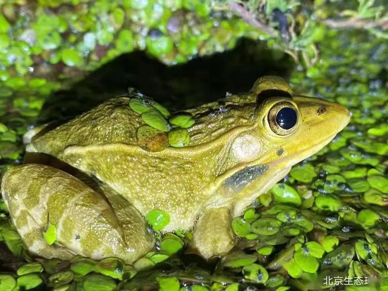 京环资讯 | 北京生物图鉴——黑斑侧褶蛙