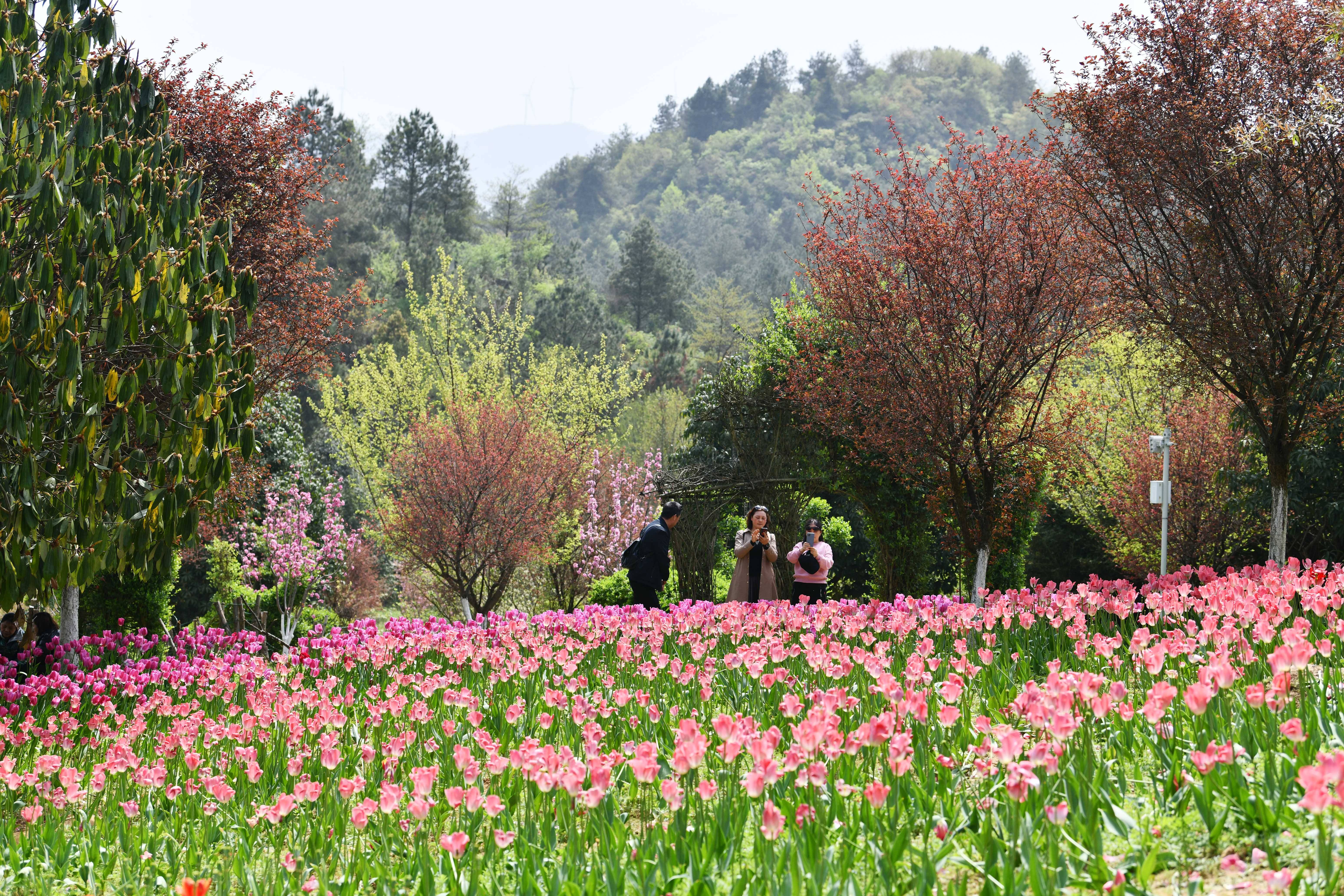 贵州龙里:龙架山花开引客来