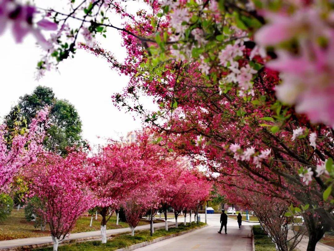 曲靖师范学院  漫步曲靖师范学院校园,春风拂面,满眼粉红.