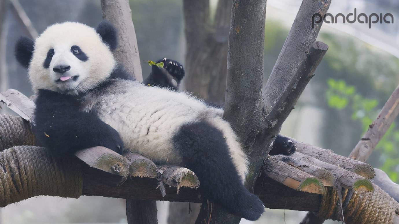 "滚滚"图集 | 你的壁纸是不是该换啦?_大熊猫