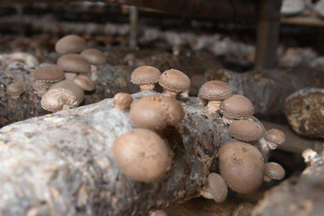 【乡村振兴篇—产业振兴】郑家镇:大力发展大棚食用菌产业 助力乡村