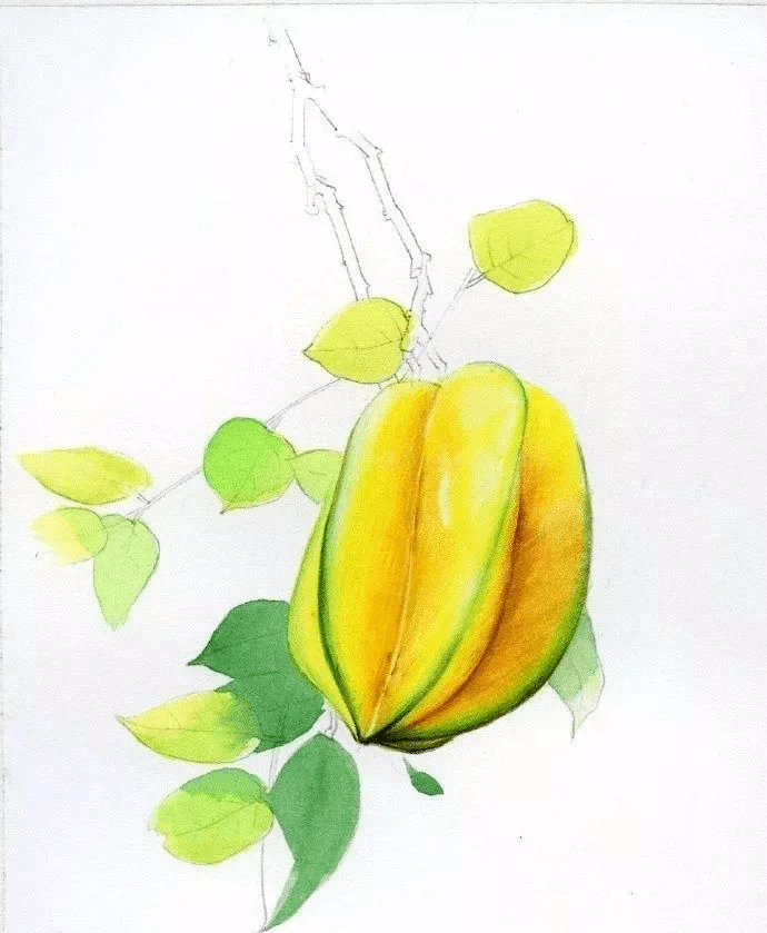 彩铅画入门水果彩铅水果之杨桃的画法步骤太真实