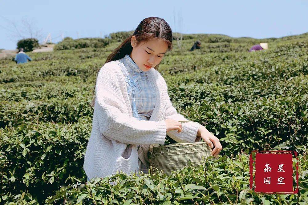 来啦来啦!黑麋峰首届茶文化节开幕,这次我真的为家乡喝彩