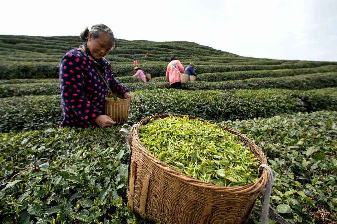 【区县新闻】湖北保康:明前茶飘香 茶农采茶忙