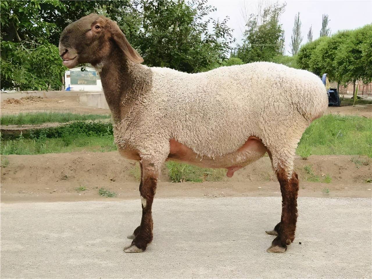这5个羊品种都是新疆的特产,内地有引进,大家有没有见过?