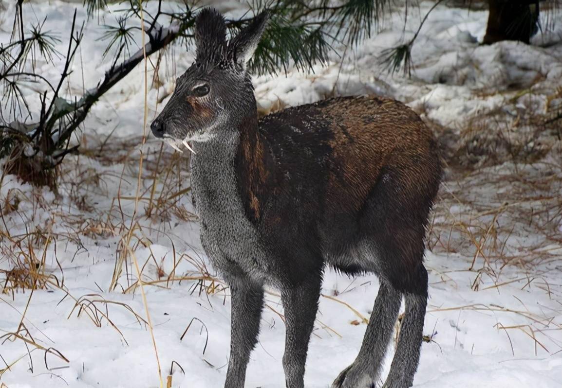 麝,鹿科动物,有两颗大獠牙,屁股后面有香腺,能产生麝香.
