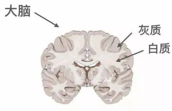 人类大脑由 灰质和白质组成.