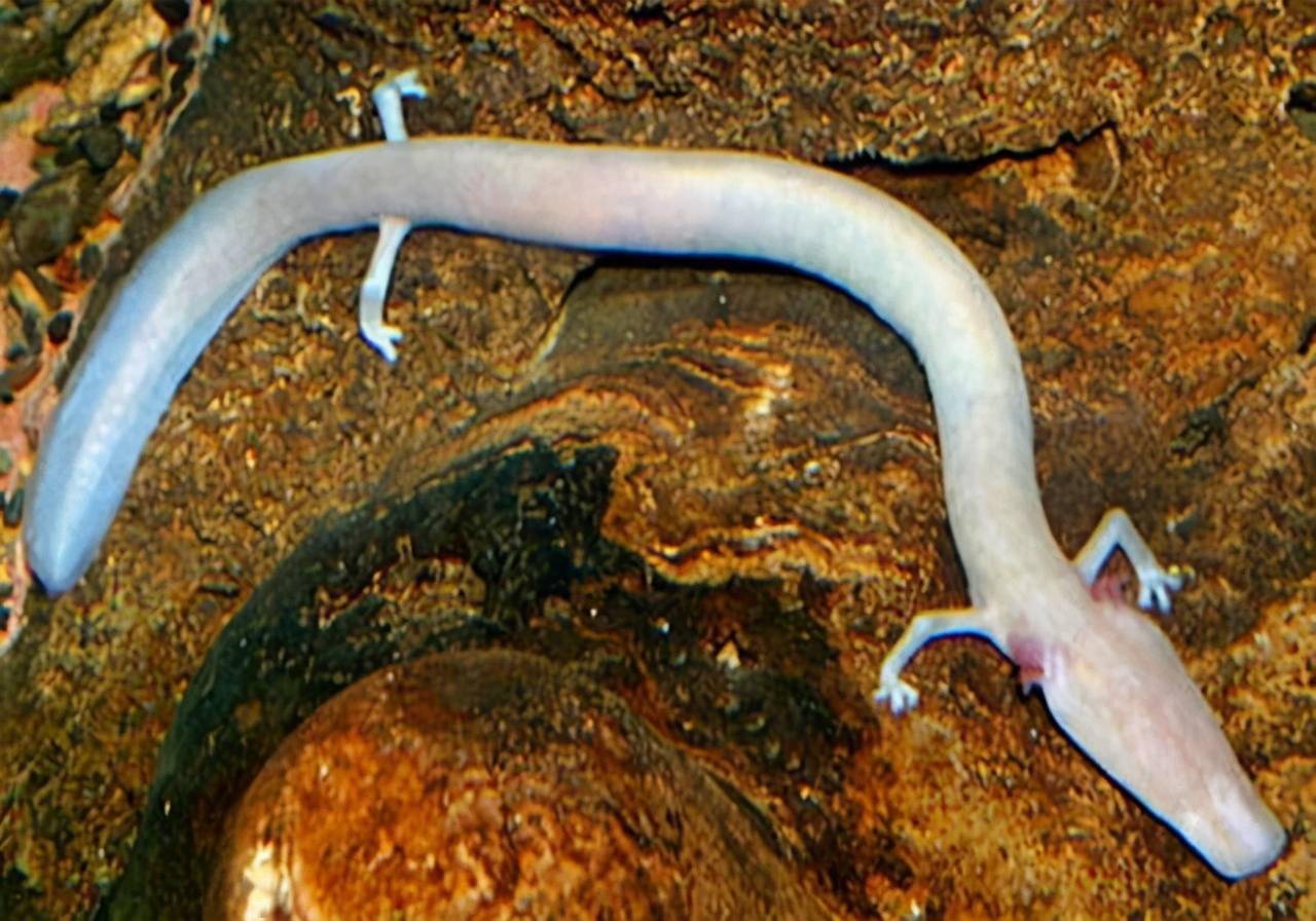 洞螈是否长大所以被误认为是刚出生的龙宝宝其前肢是三趾后肢是两趾