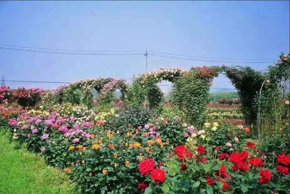 美爆了合川水韵乡间月季花海旅游节4月9日盛大开幕门票无限送