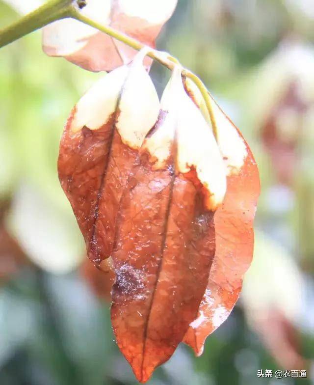 雨季荔枝"杀手"——荔枝霜疫霉病