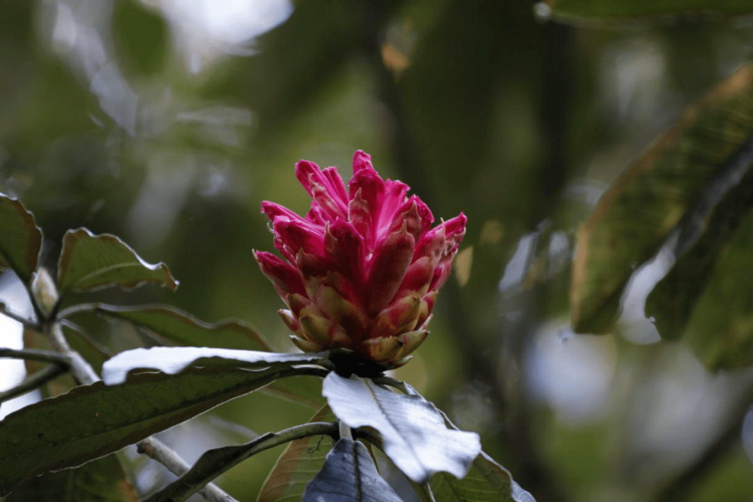 八大名花之龙胆