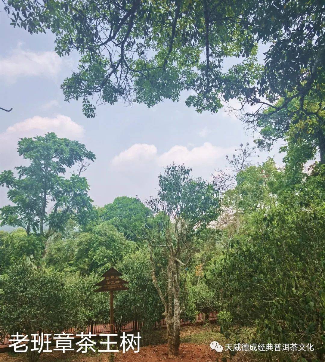 茶山行老班章制茶之旅