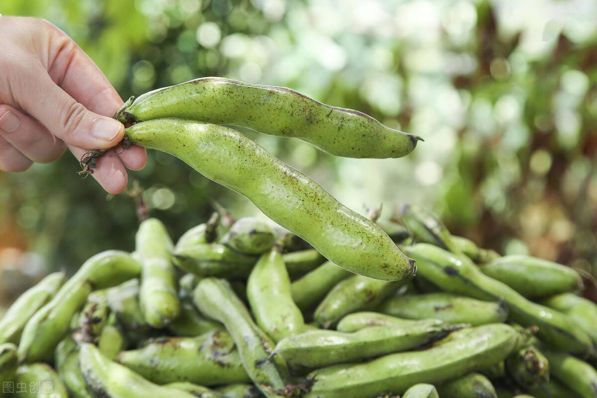 趁着蚕豆大量上市,多买些保存起来,学会这一招,放一年